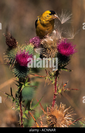 Amerikanische Stieglitz (Zuchtjahr Tristis) ernähren sich von Mariendistel-Samen Stockfoto