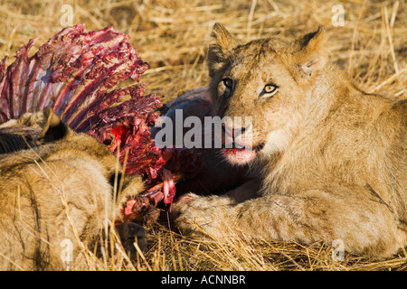 Zwei Löwenbabys, die Panthera Leo Essen Gnus Beute im frühen Morgen getötet Licht Masai Maasi Mara National Nature Reserve Kenia E Stockfoto