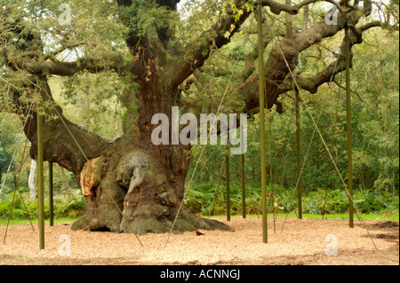 Die große Eiche im Sherwood Forest Stockfoto