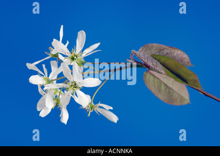 Allegheny Elsbeere / wilde Birne / Eschen Stockfoto