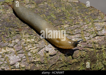 Orange Vielzahl des großen schwarzen Schnecke Arion Ater Agg kriechen auf Log Atmung Loch deutlich sichtbar Cotswolds UK Stockfoto