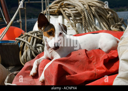 Jack Russell Terrier sitzen auf Segelsack auf Yacht in Schottland Stockfoto