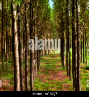Weiche romantische Wald Szene mit Baumreihen und rote Blumen in der Nähe von Melrose schottische Schüler/inen Stockfoto