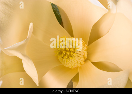 wunderschöne Magnolie Blume Stockfoto