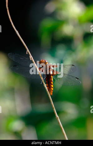 Weibliche Broad-Bodied Chaser Dragonfly(Libellula depressa). Stockfoto