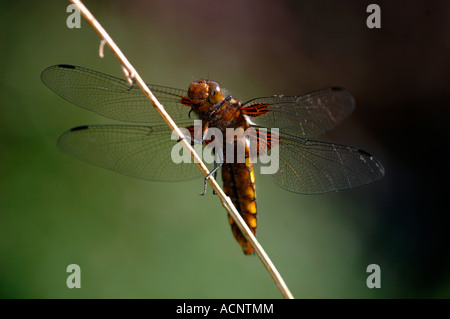 Weibliche Broad-Bodied Chaser Dragonfly(Libellula depressa). Stockfoto