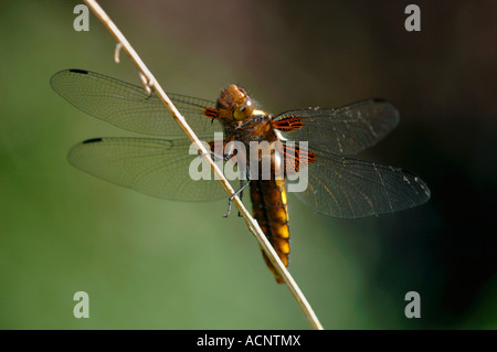 Weibliche Broad-Bodied Chaser Dragonfly(Libellula depressa). Stockfoto