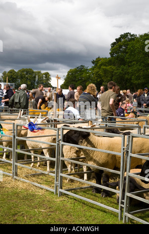 Schafhürden in Banchory landwirtschaftlichen Landwirte Sommerfest, Aberdeenshire, Schottland Großbritannien Stockfoto