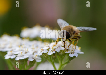 Eristalis Tenax, Hoverfly oder Drohne fliegen auf Achillea millefolium Stockfoto