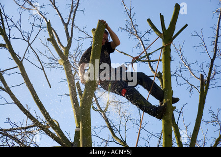 Ein Baumpfleger hängend durch ein Geschirr im oberen Teil eine Baumschlagen über eine Zweigniederlassung mit einer Kettensäge Stockfoto