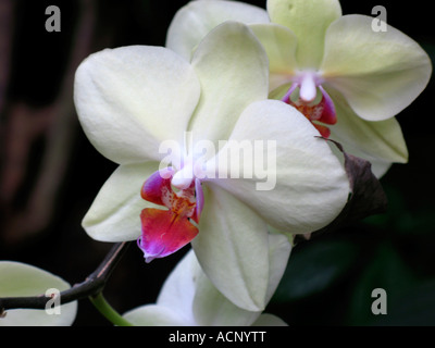 Phalaenopsis Orchideen weiße Blume Stockfoto