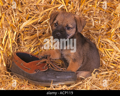 Border Terrier Hündchen und Schuh Norfolk UK Stockfoto