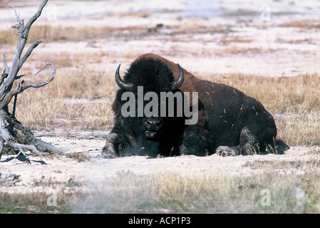 Bison Bison Yellowstone-Nationalpark Stockfoto