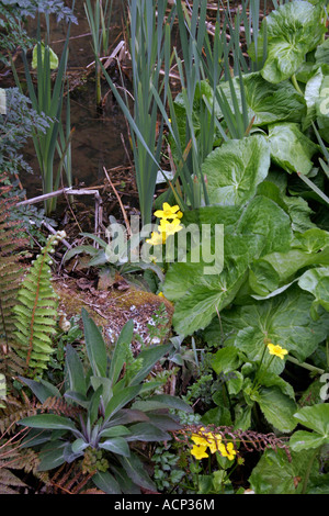 Rn Pflanzen am Rand eines Waldes Teich. Stockfoto