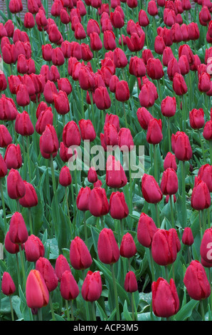 Tulipa "Annie Schilder" Stockfoto