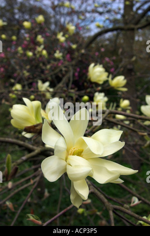 Magnolia 'Gold Star' Stockfoto