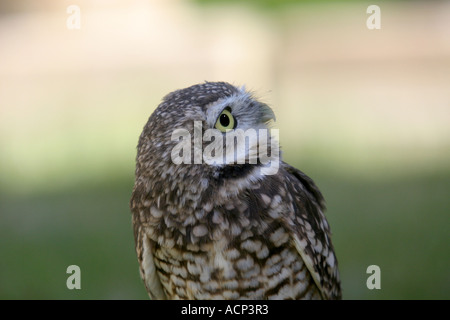 Vögel von Nordamerika, Kanada, Kanincheneule, Athene cunicularia Stockfoto