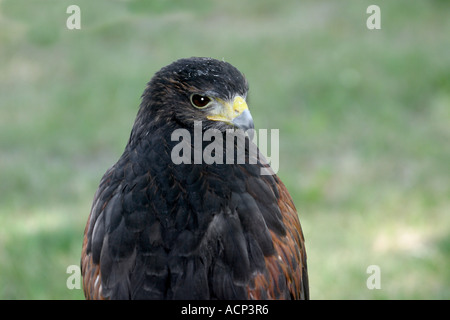 Die Greifvögel Nordamerikas.  Swainsons Falke, Buteo swainsoni Stockfoto