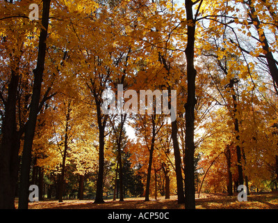 Wald der Farben des Herbstes Stockfoto