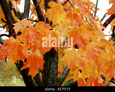 Blätter fallen, die wechselnden Farben Stockfoto