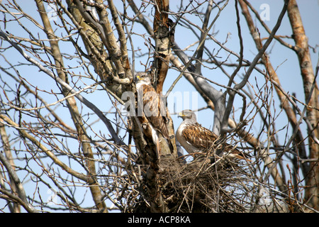 Vögel von Nordamerika eisenhaltiger Falke Buteo Regalis. paar - Verschachtelung in einem Baum Stockfoto