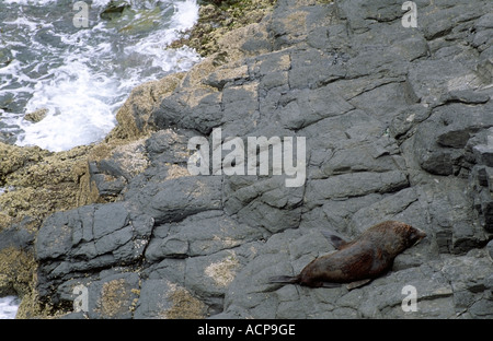 Fur Seal floh Bay Canterbury Südinsel Neuseeland Stockfoto