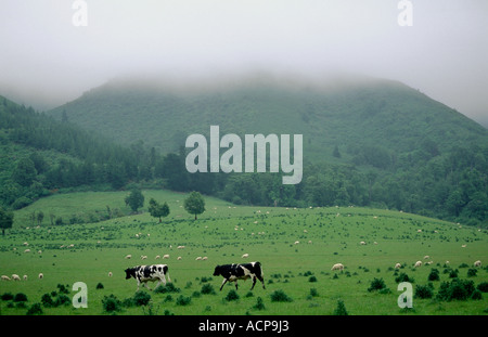 Weide in Hills Südinsel Neuseeland Stockfoto