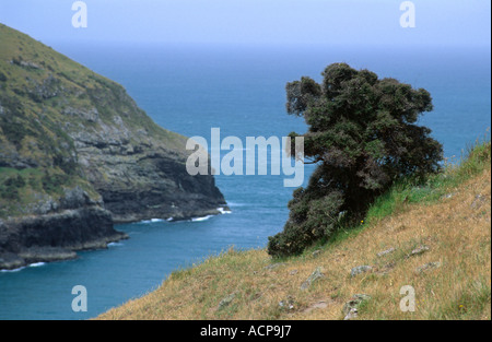 Floh-Bucht mit einzelnen Baum in der Nähe von Akaroa Canterbury Südinsel Neuseeland Stockfoto