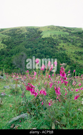 Lila Blüten in der Nähe von Flea Bay in der Nähe von Akaroa Canterbury Südinsel Neuseeland Stockfoto