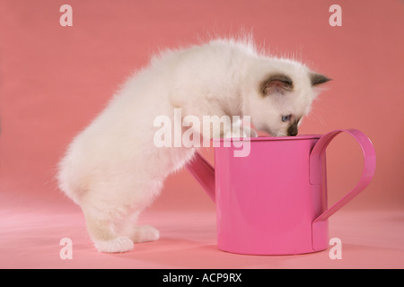 Heiligen Katze von Birma - Kätzchen in Gießen suchen können Stockfoto