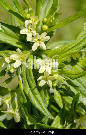 Gemeinsamen Gromwell, Lithospermum officinale Stockfoto