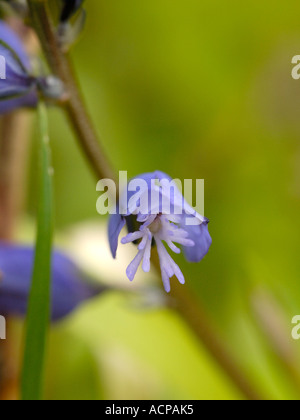 Gemeinsamen Kreuzblume Polygala vulgaris Stockfoto