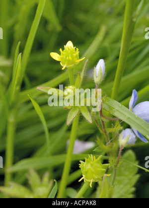 Kleine Blumen Hahnenfuß, Ranunculus parviflorus Stockfoto