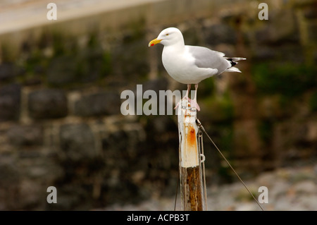 Silbermöwe sitzt hoch oben auf einem Mast in Clovelly harbour Stockfoto