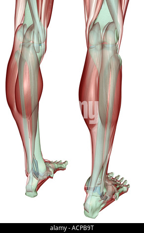 Die Musculoskeleton der Beine Stockfoto