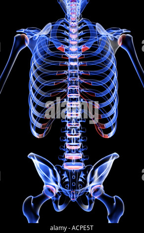 Die Knochen des Rumpfes Stockfoto