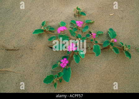 Wüste Sand Eisenkraut auf Dünen Stockfoto