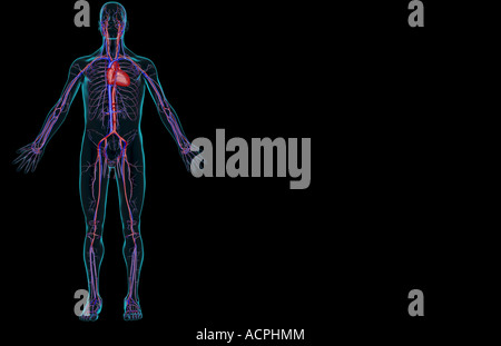 Das Gefäßsystem Stockfoto