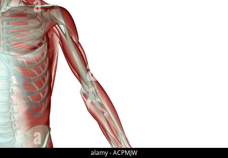 Die Musculoskeleton der oberen Extremität Stockfoto