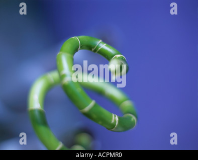 Annulated Bambus, close-up Stockfoto