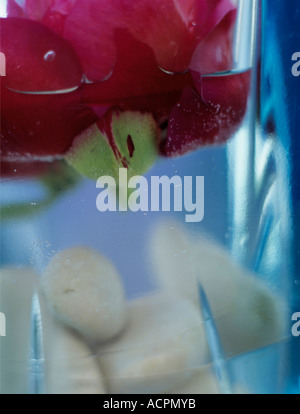 Pfingstrosen in Vase mit silics Stockfoto
