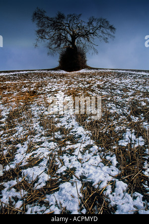 Baum im verschneiten Landschaft auf der Chiltern Hills Bedfordshire Stockfoto