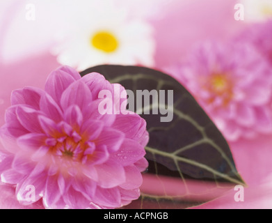 Rosa und weiße Dahlien, close-up Stockfoto