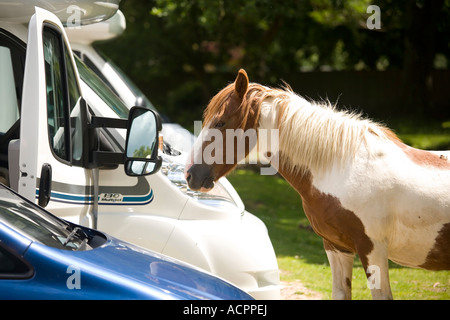 New Forest Pony untersucht Touristen Fahrzeuge Balmer Rasen Brockenhurst New Forest Stockfoto