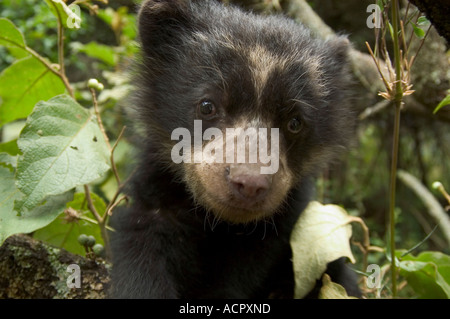 Spectacled Bear Cub (Tremarctos Ornatus) Stockfoto