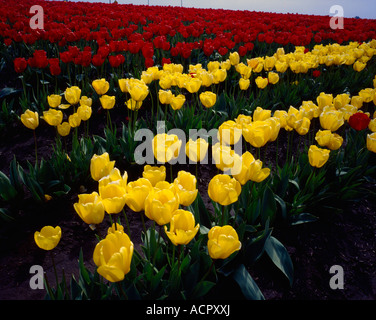 Reihen der rote und gelbe Tulpen füllen ein Hof-Feld im Skagit Valley in Washington jedes Jahr im Frühling Stockfoto