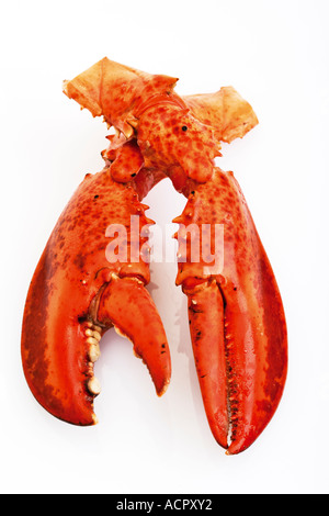 Hummer-Krallen, erhöhten Blick Stockfoto