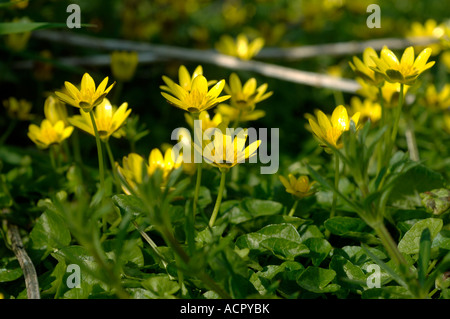 Im Frühjahr blüht der kleine Zöllner (Ficaria verna) Stockfoto