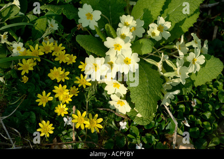 Primeln (Primula vulgaris) kleiner Selandin (Ficaria verna)frühlingshafte Waldblüten Stockfoto