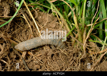 Lederjacke Tipula Spp Fütterung auf die Wurzeln der Reife Rasengras Stockfoto